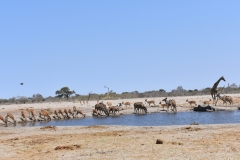 Game-Drive-Giraffe-Impala