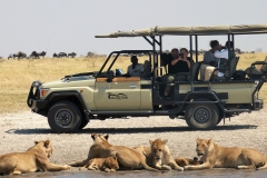 Game-Drive-Lions