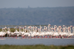 WILDLIFE-31_GREATER-FLAMINGOS