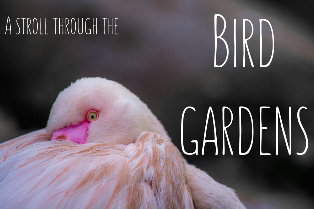 a stoll through the bird gardens