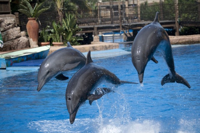 UShaka Dolphin show