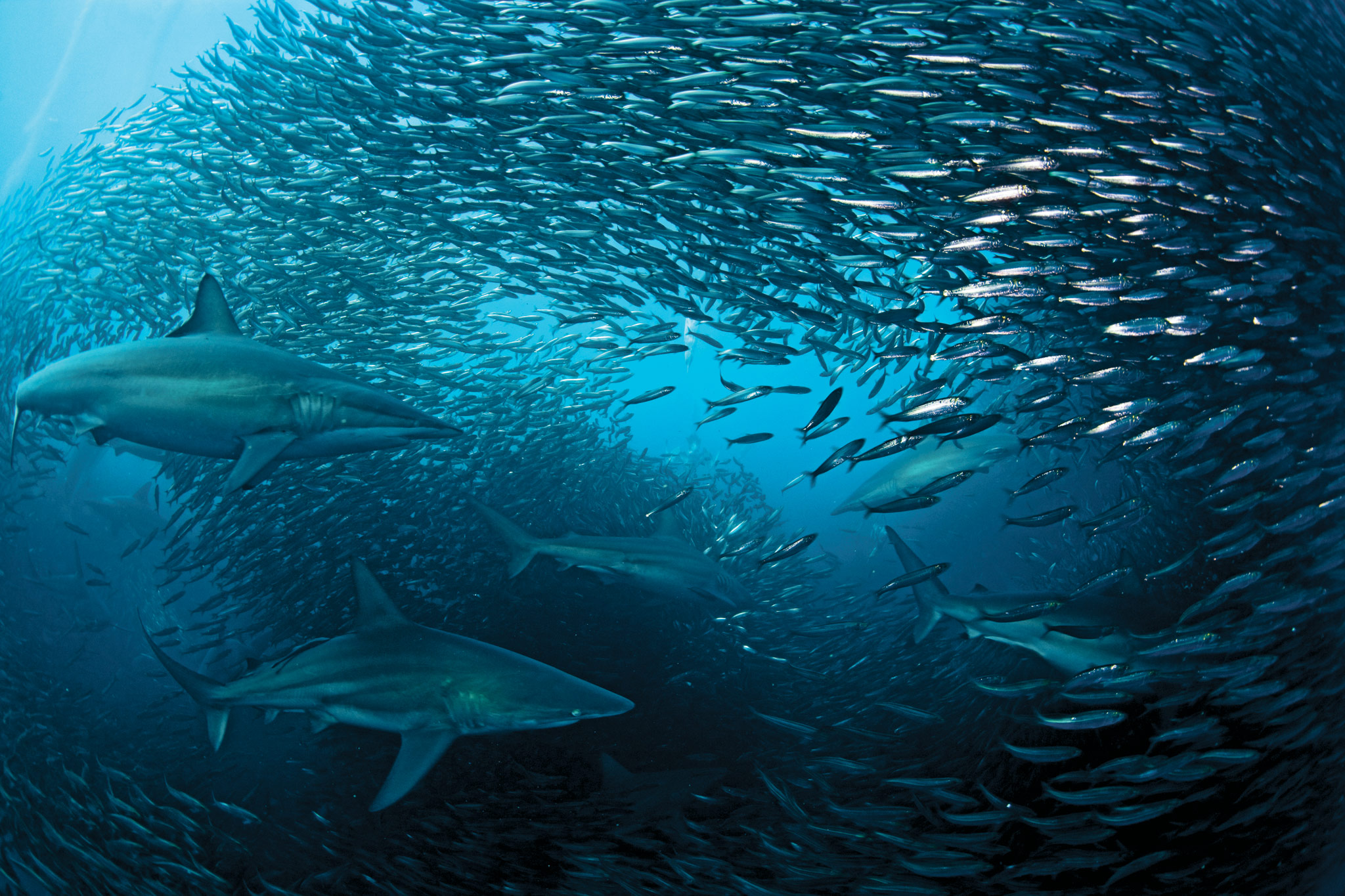 sharks with a school of fish