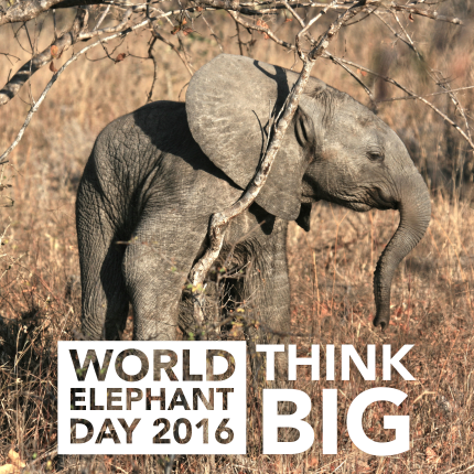 world elephant day 2016 think big baby elephant