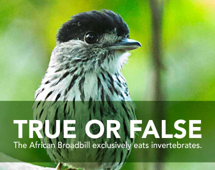 true or false the african broadbill