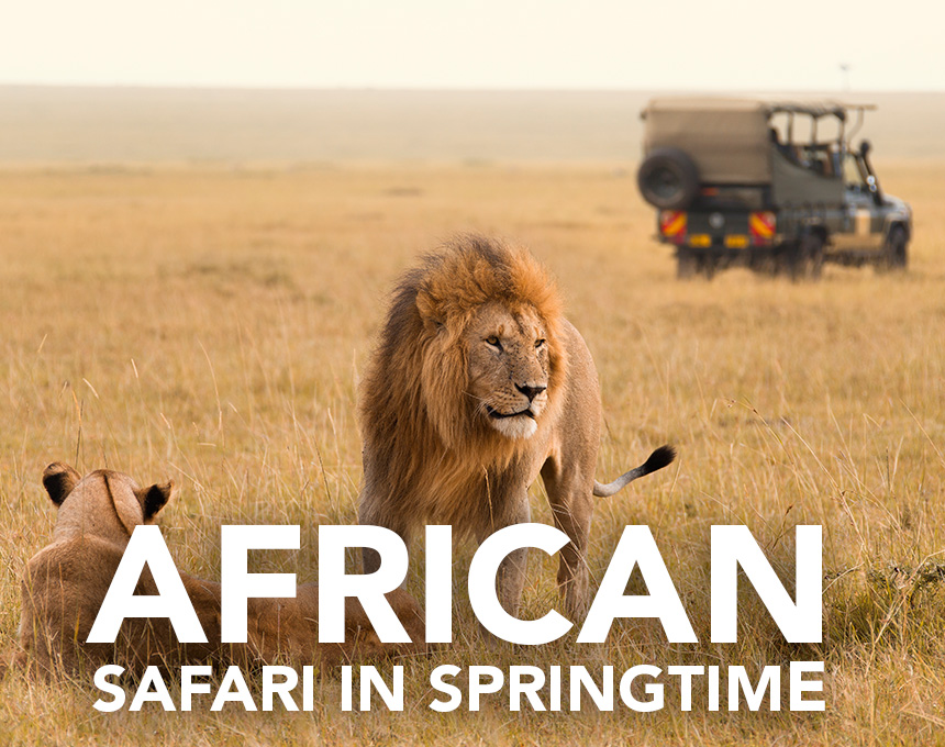 african safari springtime