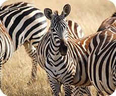 Jackalberry Ridge zebras