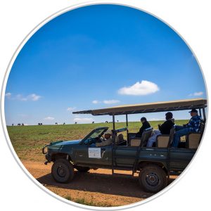 game drive vehicle in a circle image