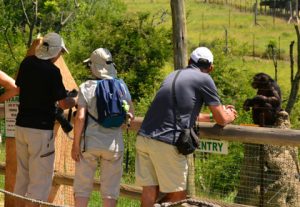 Jackalberry Ridge chimp eden