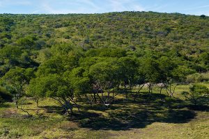 Tala Collection Game Reserve forest venue