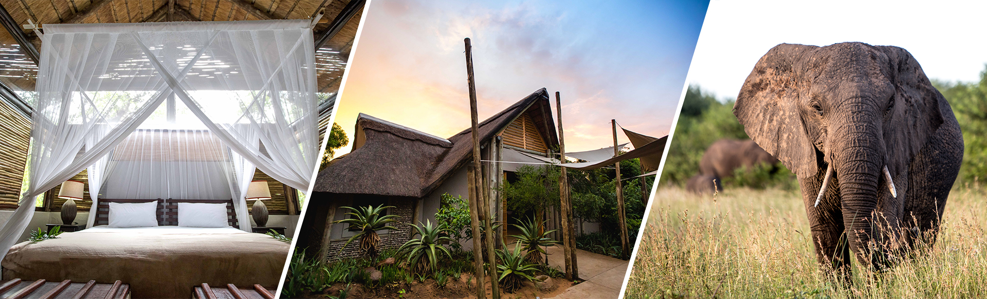 African Spring Welcome Welcome to the Family - Royal Thonga Safari Lodge | Dream Hotels & Resorts