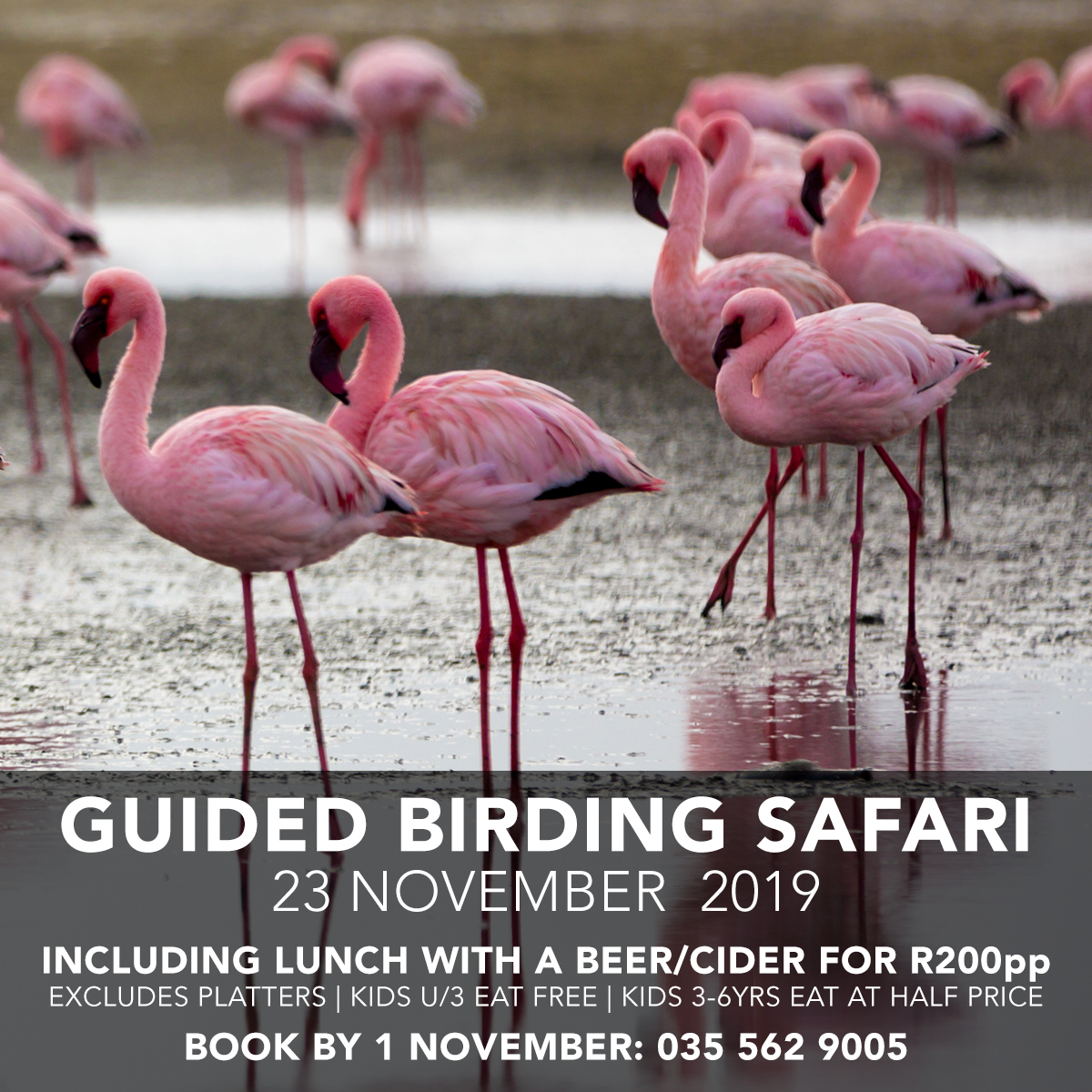 guided birding safari 23 nov 2019