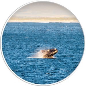 whale watching circle image