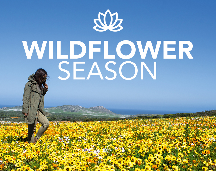 wildflower season