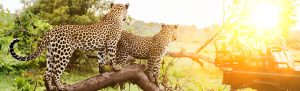leopards in tree