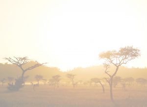 african savannah