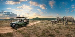 safari game drive and elephants
