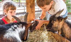 kids playing with farm animals