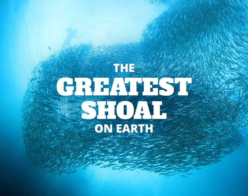 The Greatest Shoal on Earth