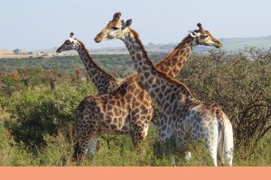 Tala Collection Game Reserve