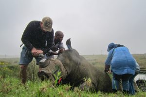 Dehorning a Black rhinoceros