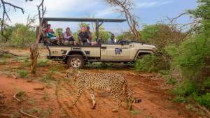 Tourist in a 4*4 Safiri vehicle, looking at a cheeter at Madikwe River Lodge