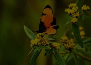 butterflies at Royal Thonga Safari Lodge