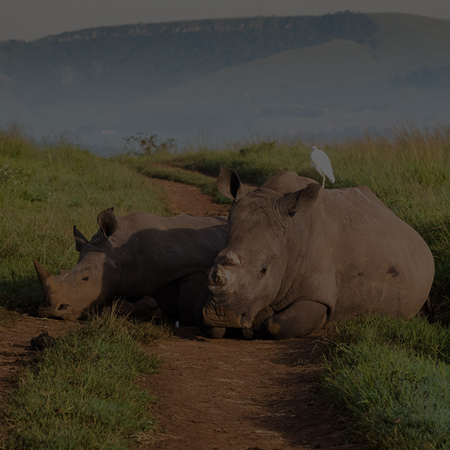Tala Conservation - Rhinos at Tala