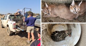 loading a caracal onto a bakkie, 2 caracals and a common genet