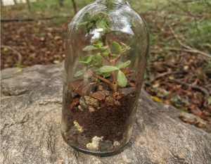 plant growing in bottle