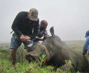 rhino being dehorned