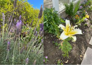 french lavender and yellow lilies