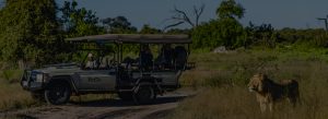 Safari jeep with tourists parked on a dirt track as a lion stands in tall grass nearby