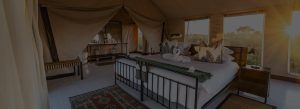 Luxurious safari tent bedroom with a metal-framed bed, decorative pillows, and a swan towel sculpture under warm sunset light.