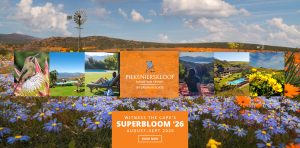 Promotional hero for Piekenierskloof Mountain Resort, featuring a field of wildflowers with a collage of resort photos and an orange Superbloom ’26 panel in the center.