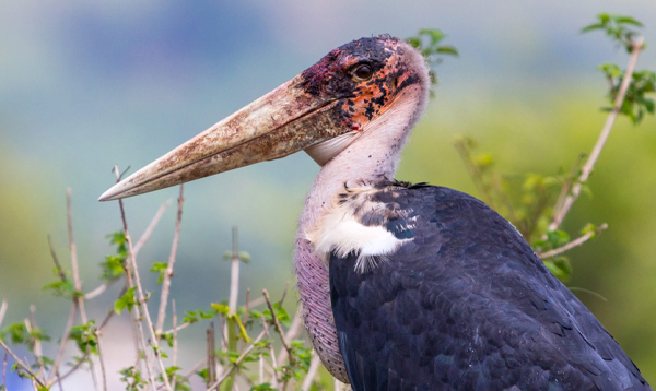 The Bird Whisperer of Finfoot | Dream Hotels & Resorts